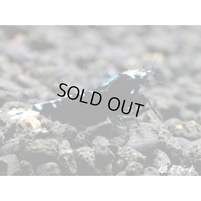 画像1: Black ECLIPSE-Rays（レイズ）　ペア＝２匹（強ライン個体）＜認証ステッカー付き＞