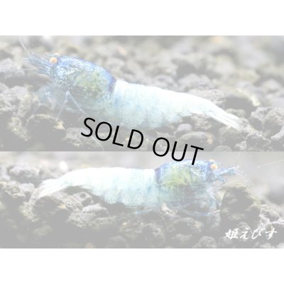 画像2: ECLIPSE turquoise(エクリプスターコイズ) 繁殖目指せるトリオ=3匹(♀+♀+♂) <認証ステッカー付き>