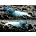 画像2: ECLIPSE turquoise(エクリプスターコイズ) 繁殖目指せるトリオ=3匹(♀+♀+♂) <認証ステッカー付き> (2)