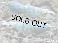 ECLIPSE turquoise(エクリプスターコイズ）　繁殖目指せるトリオ＝３匹（♀+♀+♂）　＜認証ステッカー付き＞