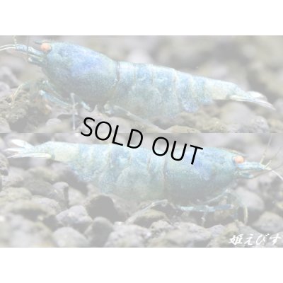 画像1: ECLIPSE turquoise(エクリプスターコイズ) 繁殖目指せるトリオ=3匹(♀+♀+♂) <認証ステッカー付き>