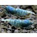 画像1: ECLIPSE turquoise(エクリプスターコイズ) 繁殖目指せるトリオ=3匹(♀+♀+♂) <認証ステッカー付き> (1)
