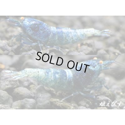 画像3: ECLIPSE turquoise(エクリプスターコイズ) 繁殖目指せるトリオ=3匹(♀+♀+♂) <認証ステッカー付き>