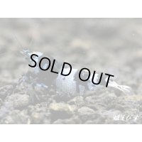 ＜ハッチアウト後につき値下げ！＞Black ECLIPSE Shrimp(ブラックエクリプス）　エントリーグレードペア＝２匹＜認証ステッカー付き＞