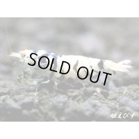 Black ECLIPSE Shrimp(ブラックエクリプス）　ミドルグレード　抱卵ペア＝２匹　＜認証ステッカー付き＞
