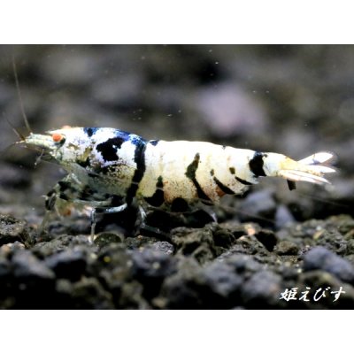 画像1: Black ECLIPSE Shrimp(ブラックエクリプス）　ミドルグレード　抱卵ペア＝２匹　＜認証ステッカー付き＞