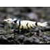 画像1: Black ECLIPSE Shrimp(ブラックエクリプス）　ミドルグレード　抱卵ペア＝２匹　＜認証ステッカー付き＞ (1)
