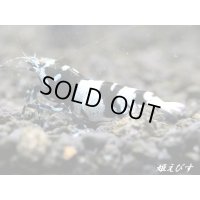 Black ECLIPSE Shrimp(ブラックエクリプス）　エントリー⇔ミドルグレード　抱卵ペア＝２匹　＜認証ステッカー付き＞