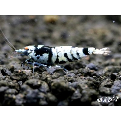 画像3: Black ECLIPSE Shrimp(ブラックエクリプス）　ミドルグレード　抱卵ペア＝２匹　＜認証ステッカー付き＞
