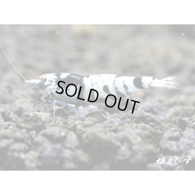 画像3: Black ECLIPSE Shrimp(ブラックエクリプス) ミドルグレード 抱卵ペア=2匹 <認証ステッカー付き>
