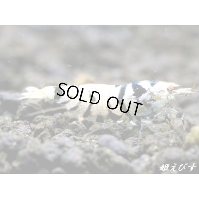 画像2: Black ECLIPSE Shrimp(ブラックエクリプス) ミドルグレード 抱卵ペア=2匹 <認証ステッカー付き>