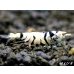 画像2: Black ECLIPSE Shrimp(ブラックエクリプス）　ミドルグレード　抱卵ペア＝２匹　＜認証ステッカー付き＞ (2)