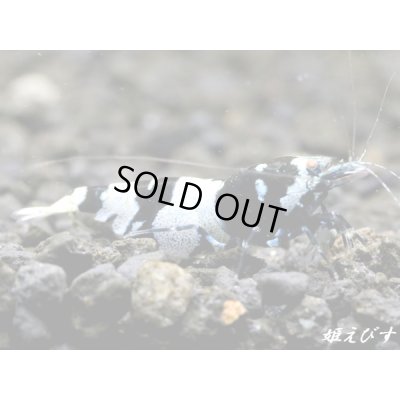 画像2: Black ECLIPSE Shrimp(ブラックエクリプス）　エントリー⇔ミドルグレード　抱卵ペア＝２匹　＜認証ステッカー付き＞