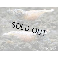ECLIPSE turquoise(エクリプスターコイズ）　＜レアカラー発色＞抱卵ペア+若個体の３匹　＜認証ステッカー付き＞