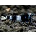 画像2: ＜ハッチアウト後につき値下げ！＞Black ECLIPSE Shrimp(ブラックエクリプス）　エントリーグレードペア＝２匹＜認証ステッカー付き＞ (2)