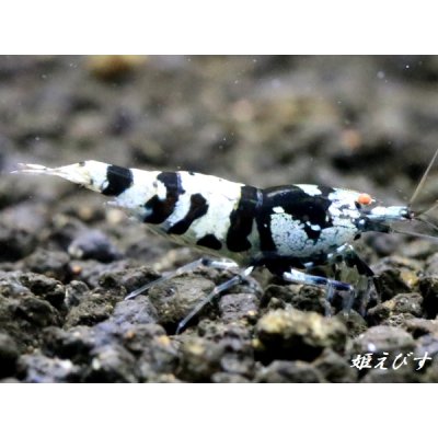 画像4: Black ECLIPSE Shrimp(ブラックエクリプス）　ミドルグレード　抱卵ペア＝２匹　＜認証ステッカー付き＞