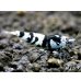 画像4: Black ECLIPSE Shrimp(ブラックエクリプス）　ミドルグレード　抱卵ペア＝２匹　＜認証ステッカー付き＞ (4)