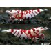 画像1: TigerBee（タイガービー）　抱卵含むトリオ＝３匹（抱卵１、♀１、♂１のセット） (1)