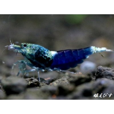 画像2: サムライブルー　トリオ＝３匹（♀+♀+♂の３匹）