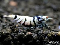 Black ECLIPSE Shrimp(ブラックエクリプス) ハイグレード抱卵ペア=2匹 <認証ステッカー付き!>