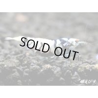 Black ECLIPSE Shrimp(ブラックエクリプス）　ハイグレード抱卵ペア＝２匹　＜認証ステッカー付き！＞