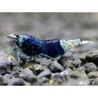 サムライブルー　トリオ＝３匹（♀+♀+♂の３匹）