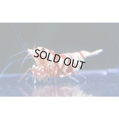 画像2: ＜１０周年祭 ブリーダー直売＞003【さと美えび】SARASAタイガー　６匹セット（No.2）