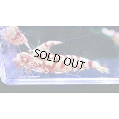 画像1: ＜１０周年祭 ブリーダー直売＞003【さと美えび】SARASAタイガー　６匹セット（No.2）