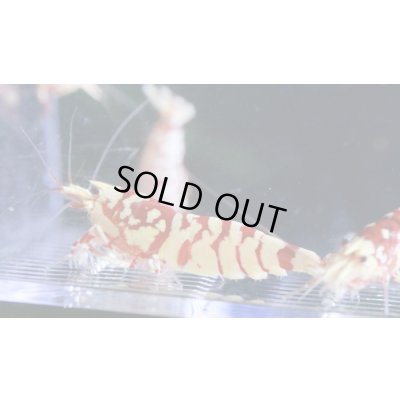 画像3: ＜１０周年祭 ブリーダー直売＞003【さと美えび】SARASAタイガー　６匹セット（No.2）