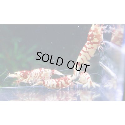 画像4: ＜１０周年祭 ブリーダー直売＞003【さと美えび】SARASAタイガー　６匹セット（No.2）