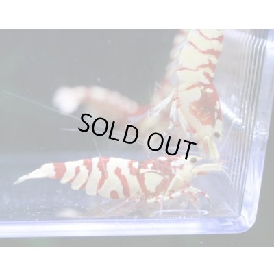 画像5: ＜１０周年祭 ブリーダー直売＞003【さと美えび】SARASAタイガー　６匹セット（No.2）