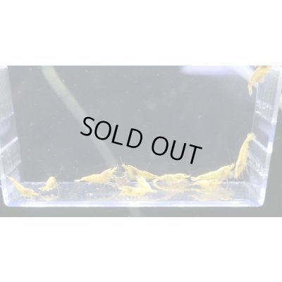 画像1: ＜１０周年祭 ブリーダー直売＞017【さと美えび】ゴールドギャラクシー　１０匹セット