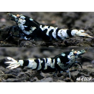 画像2: <10周年祭 ブリーダー直売>009【姫えびす】Black ECLIPSE(ブラックエクリプス) ハイグレード抱卵ペア=2匹