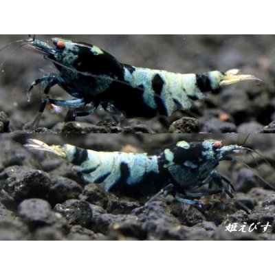 画像1: <10周年祭 ブリーダー直売>009【姫えびす】Black ECLIPSE(ブラックエクリプス) ハイグレード抱卵ペア=2匹