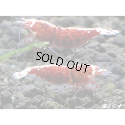 画像1: <10周年祭 ブリーダー直売>011【姫えびす】Red ECLIPSE-Rays(レイズ)抱卵ペア=2匹