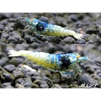 画像2: ECLIPSE turquoise(エクリプスターコイズ）　抱卵ペア+若個体の３匹　＜認証ステッカー付き＞