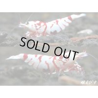 TigerBee（タイガービー）　抱卵含むトリオ＝３匹（抱卵１、♀１、♂１のセット）　＜その壱＞