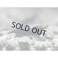 ブラックダイヤゴールドアイ　２ペア＝４匹　