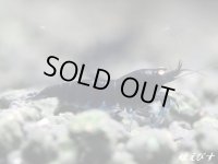 ブラックダイヤゴールドアイ　２ペア＝４匹　