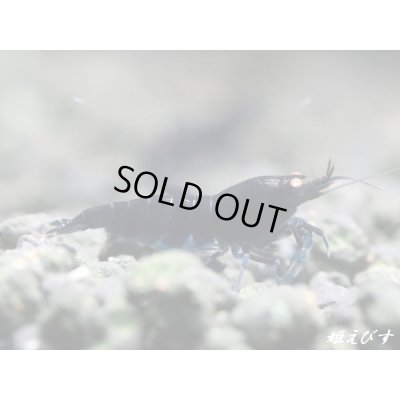 画像1: ブラックダイヤゴールドアイ　２ペア＝４匹　