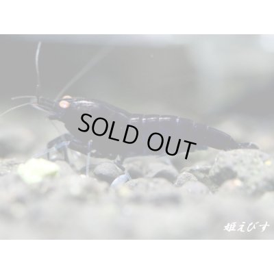 画像4: ブラックダイヤゴールドアイ　２ペア＝４匹　