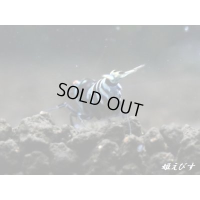 画像3: パープル Black ECLIPSE Shrimp(ブラックエクリプス）　ハイグレード抱卵♀個体＜認証ステッカー付き＞