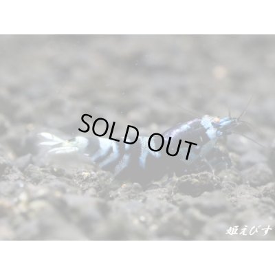 画像2: パープル Black ECLIPSE Shrimp(ブラックエクリプス）　ハイグレード抱卵♀個体＜認証ステッカー付き＞