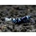 画像2: パープル Black ECLIPSE Shrimp(ブラックエクリプス）　ハイグレード抱卵♀個体＜認証ステッカー付き＞ (2)