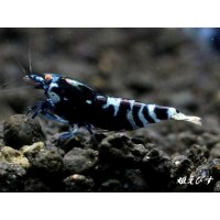 Black ECLIPSE-Rays（レイズ）　ハイグレードペア＝２匹＜認証ステッカー付き＞