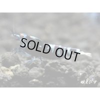 Black ECLIPSE-Rays（レイズ）　ハイグレードペア＝２匹＜認証ステッカー付き＞