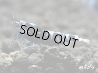 Black ECLIPSE-Rays（レイズ）　ハイグレードペア＝２匹＜認証ステッカー付き＞