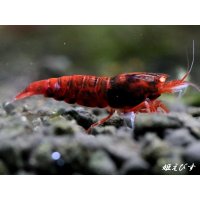 レッドダイヤゴールドアイ　即戦力２ペア＝４匹