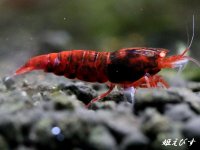 レッドダイヤゴールドアイ　即戦力２ペア＝４匹