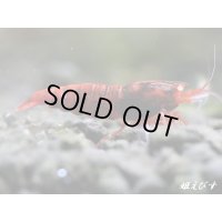 レッドダイヤゴールドアイ　即戦力２ペア＝４匹